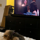 Dog is not a fan.